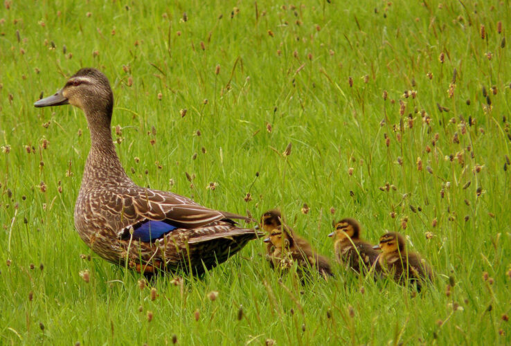 The Benefits of Raising Ducks